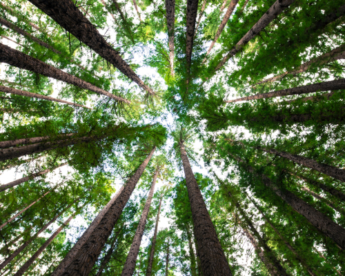 arnaud-mesureur-7EqQ1s3wIAI-unsplash (1)